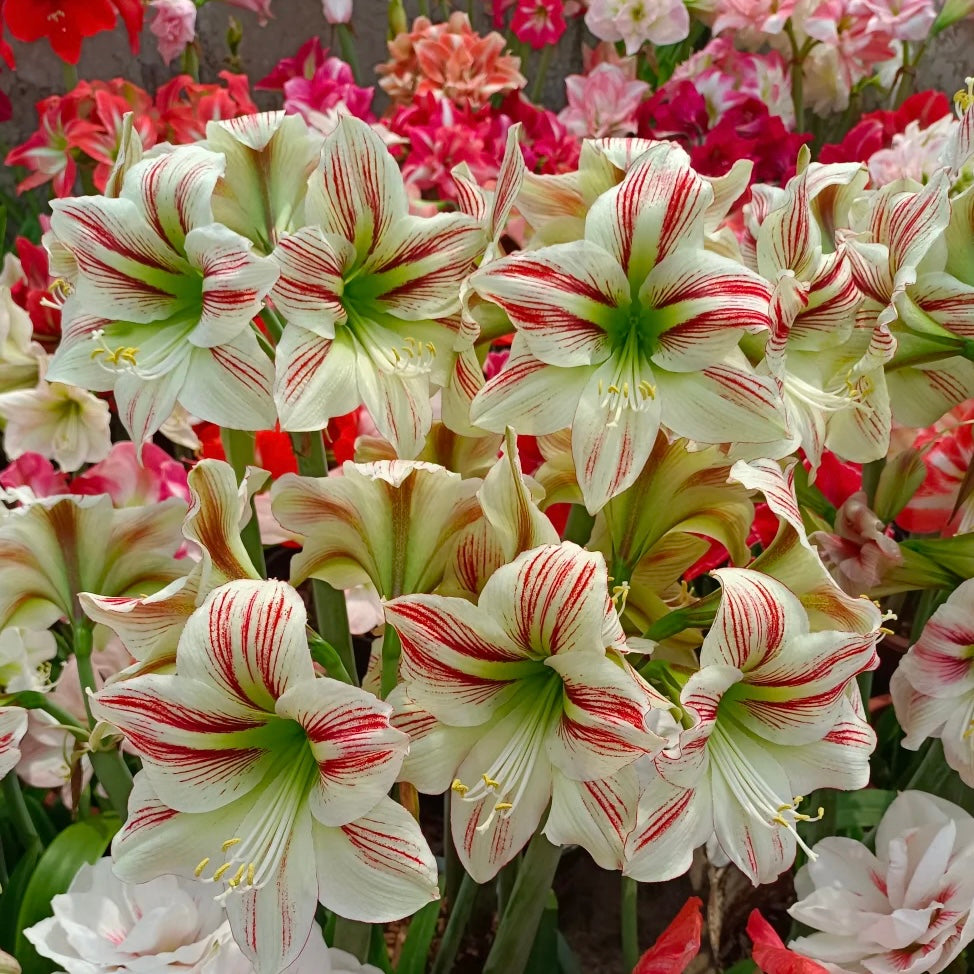 Луковици на двуцветни амарилиси🌼