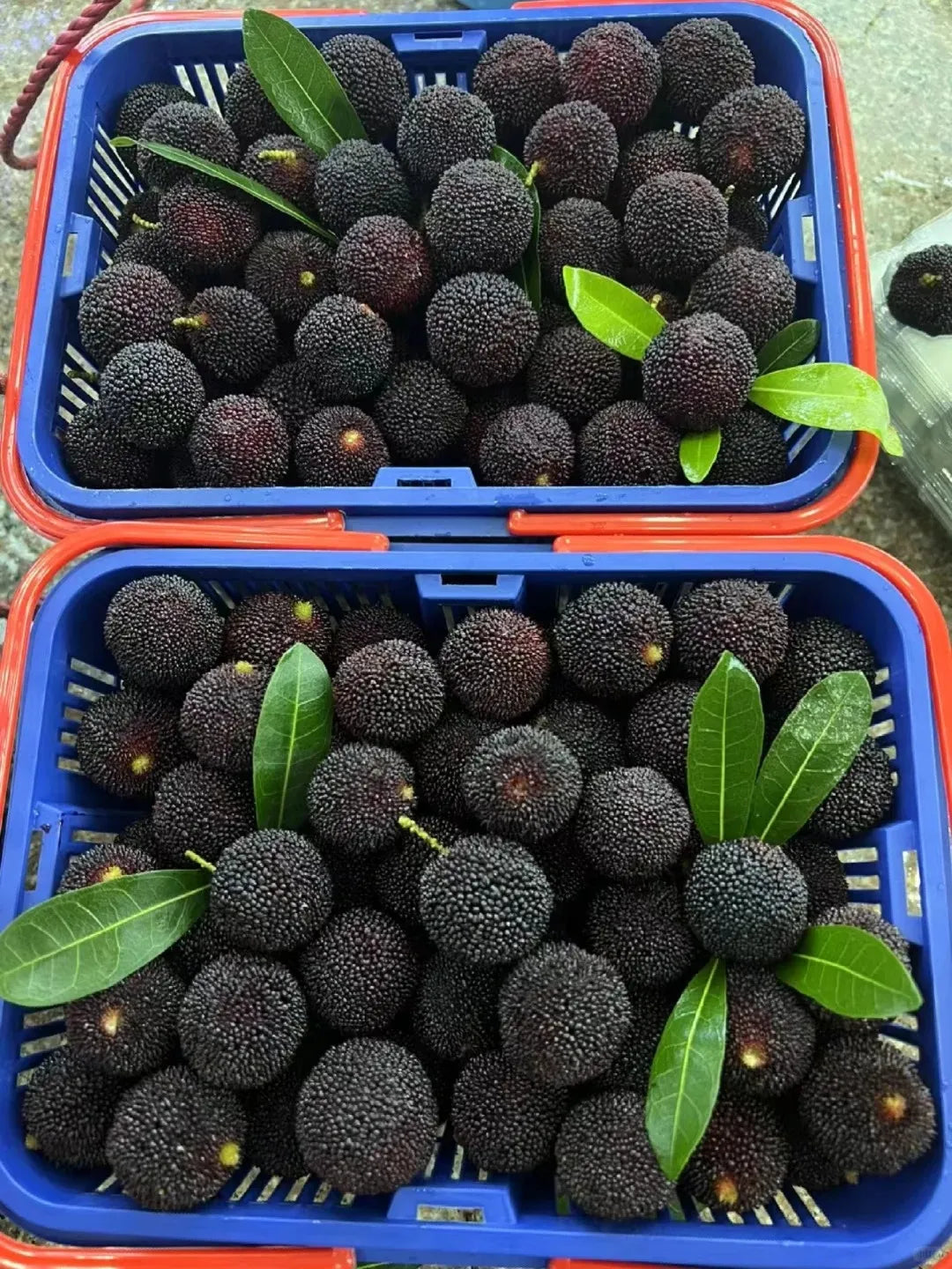 Гигантска бейбери: С размер на топка за пинг-понг, ⭐Вкус на комбинация от ягода и череша