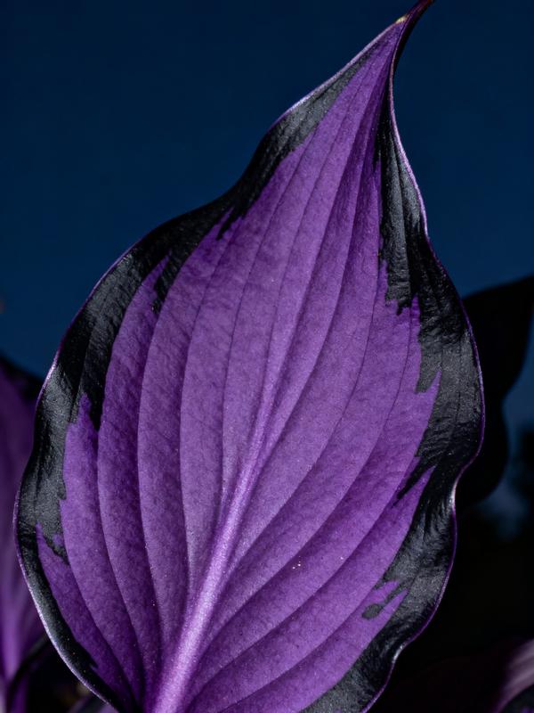 💥Гореща разпродажба 2025 🌌Семена на хоста Midnight Purple Heart, многогодишно растение, обичащо сянка, за градината