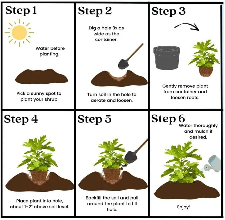 🌱Многогодишна череша🌱Лесна за засаждане и идеална за всяко пространство! | ПОСЛЕДЕН ДЕН НА ПРОМОЦИЯТА - 25% ОТСТЪПКА🔥