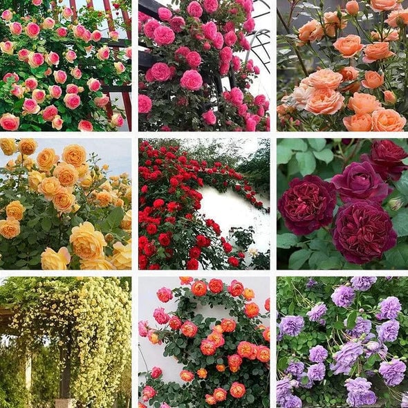 🌈 Висококачествени катерливи рози 🌹 Бързорастящи, лесни за грижа и много ароматни ✨ Перфектни за всяка градина