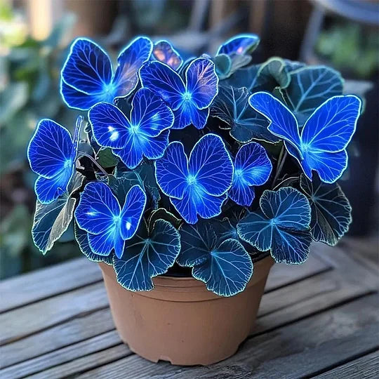 💥 Нови бегонии 🦋 Семена на пеперудена бегония 🌱 Бонсай, какъвто никога не сте виждали преди