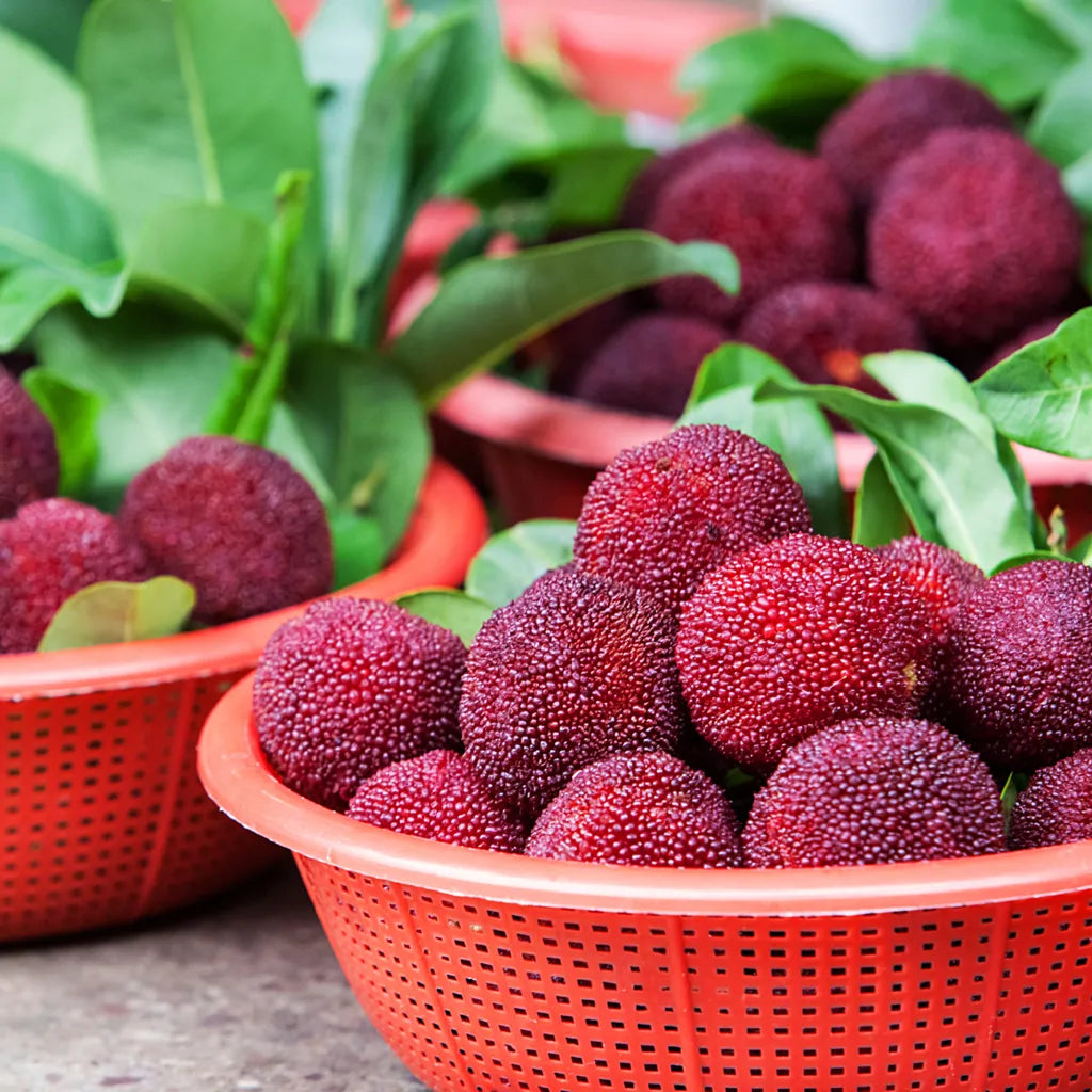 Гигантска бейбери: С размер на топка за пинг-понг, ⭐Вкус на комбинация от ягода и череша