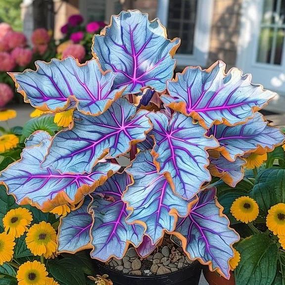 🌿 Цветни семена на хоста – кралят на сянката в градината! 🌿