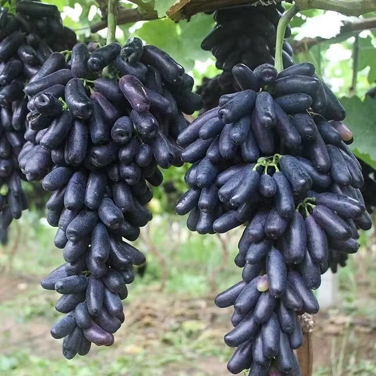 🔥 UTOLSÓ NAPOS AKCIÓ 30% KEDVEZMÉNY 💜 Édes zafír szőlő (ritka ujjas szőlő) 🍇
