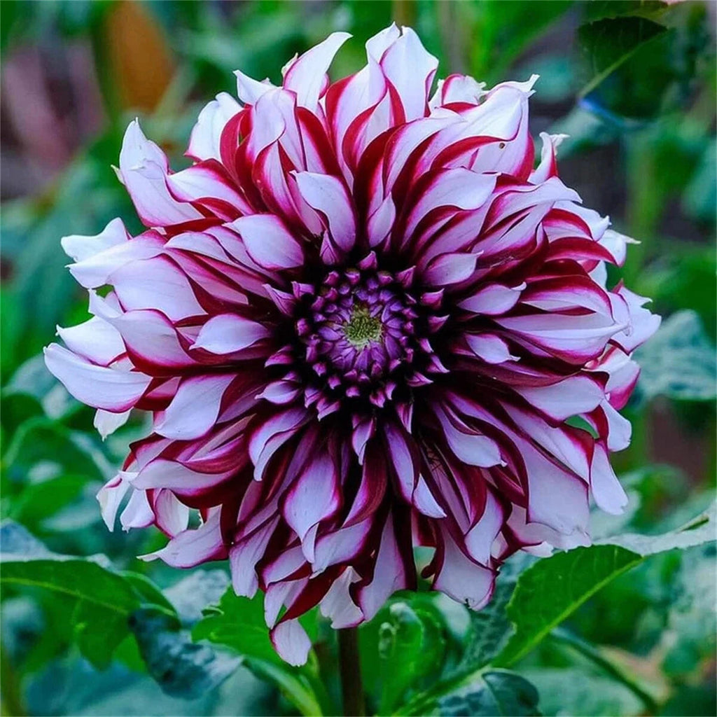 🌸Ritka dupla dáliák – egyedi virágok, amelyek soha nem találhatók meg a hétköznapi kertekben