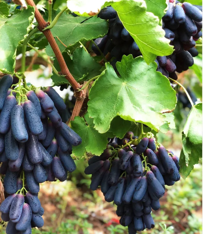 🔥 UTOLSÓ NAPOS AKCIÓ 30% KEDVEZMÉNY 💜 Édes zafír szőlő (ritka ujjas szőlő) 🍇