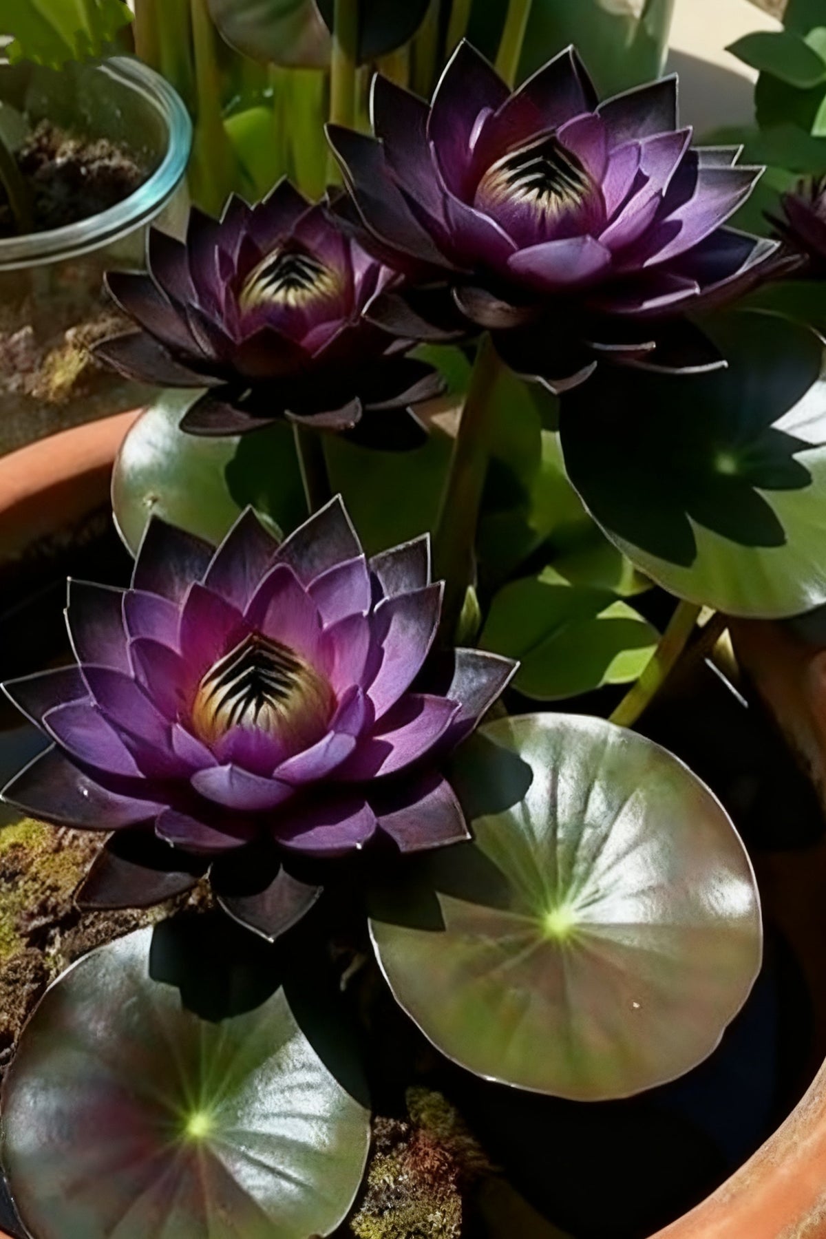 🌌💜 Árnyéklótusz – ritka szépség a kertedben🌸