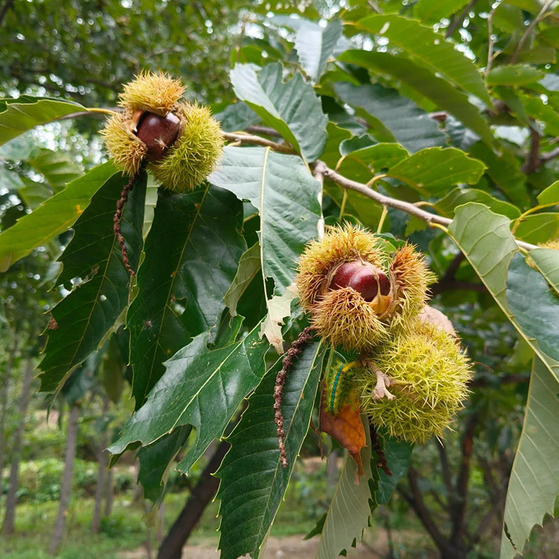 Семена от джуджест конски кестен – сладки и ароматни ядки