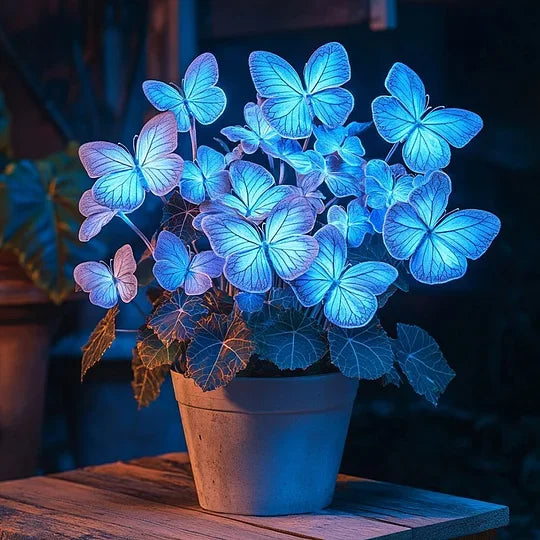 💥 Нови бегонии 🦋 Семена на пеперудена бегония 🌱 Бонсай, какъвто никога не сте виждали преди