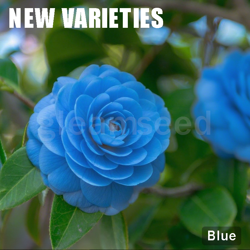 ✨Семена от цвят Камелия – 8 романтични цвята, красотата на зимния цъфтеж