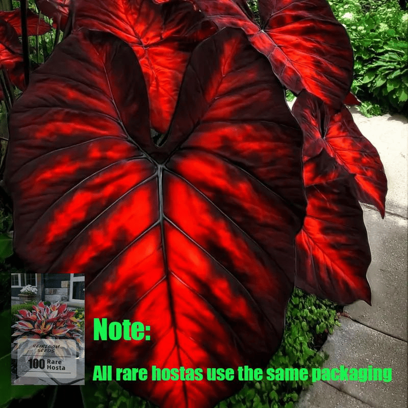 🌿 Редки луковици на Хоста🎁 Специална оферта 2025
