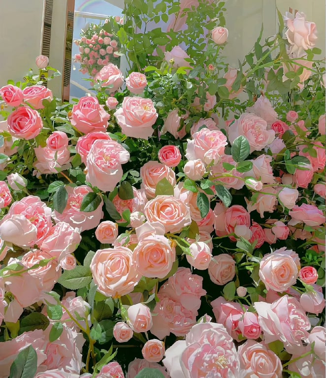 🌺Семена от катерлива роза