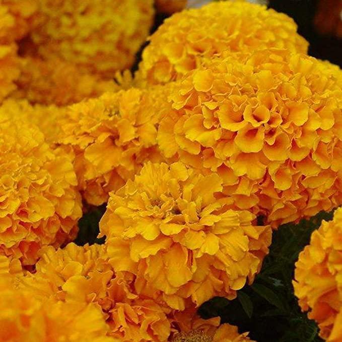 Семена на хортензия: Открийте красотата на природата