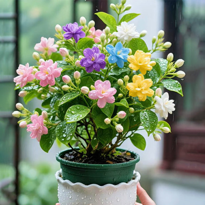 🎐 Alakítsd át az árnyékos helyeket dupla fukszia növényekkel, melyeket gazdag színek és légies, elegáns virágok jellemeznek🪄