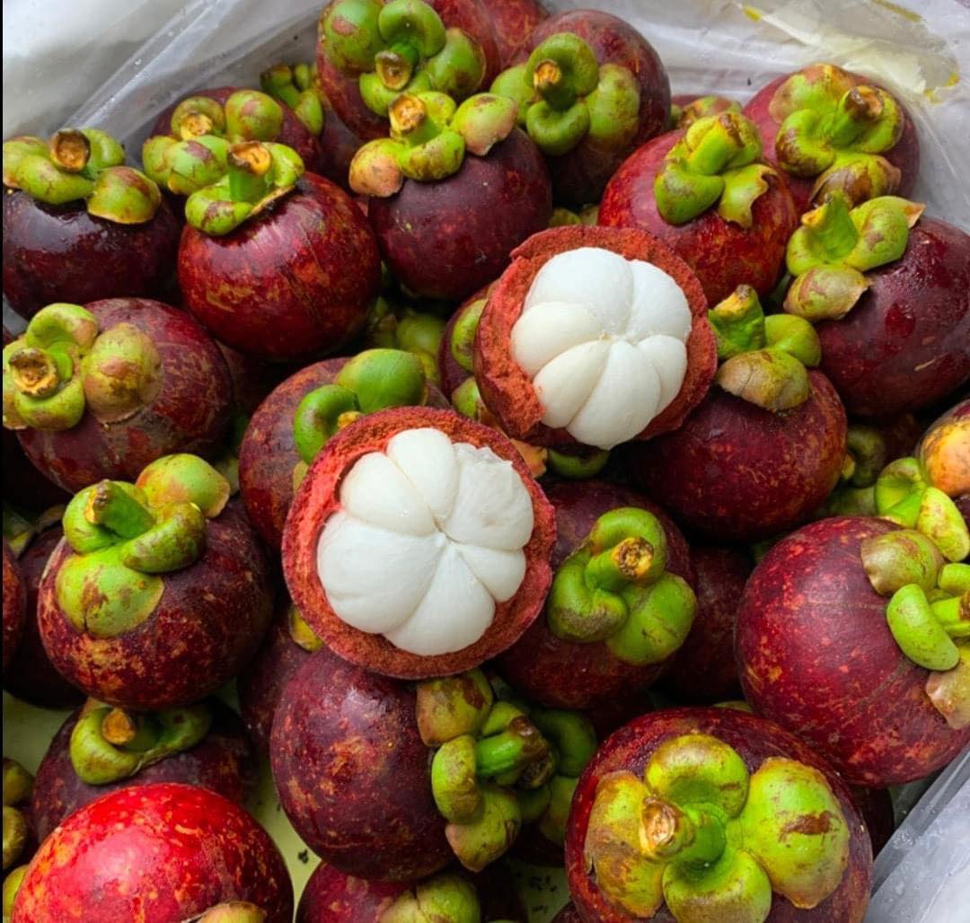 Mangosztán