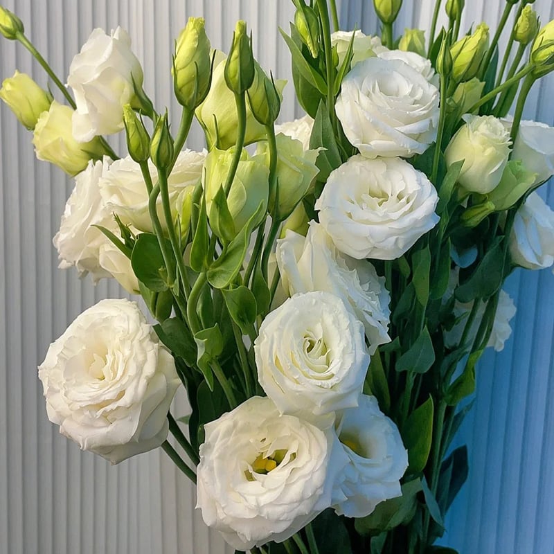 🔥Последен ден на продажба💝Eustoma Thornless Rose💐Семена от лизиантус