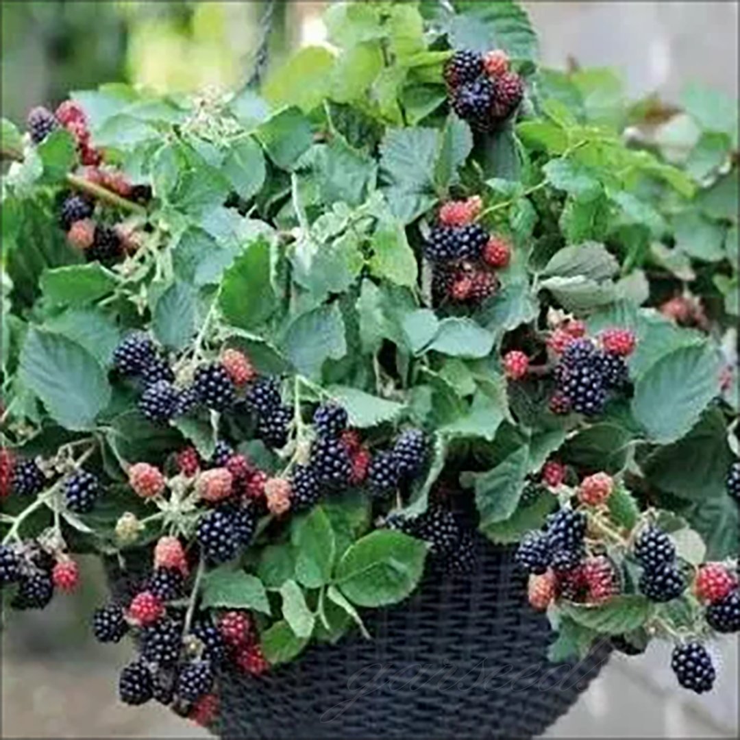 🔥Сладки гигантски семена от къпина