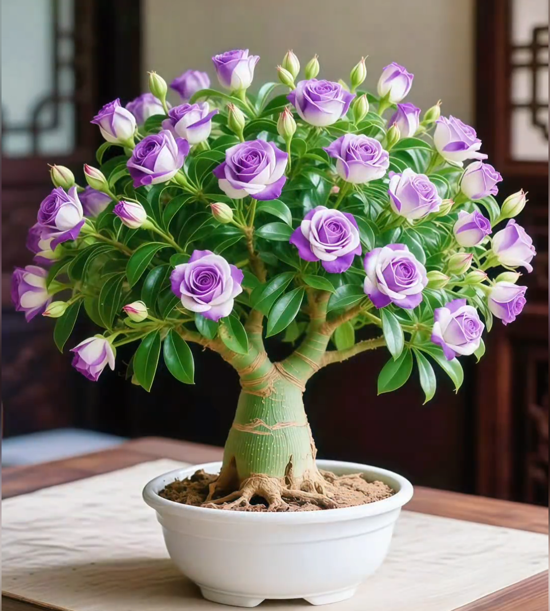 🌵 Sivatagi rózsa – egzotikus virágok, természetes szépség! 🌺✨