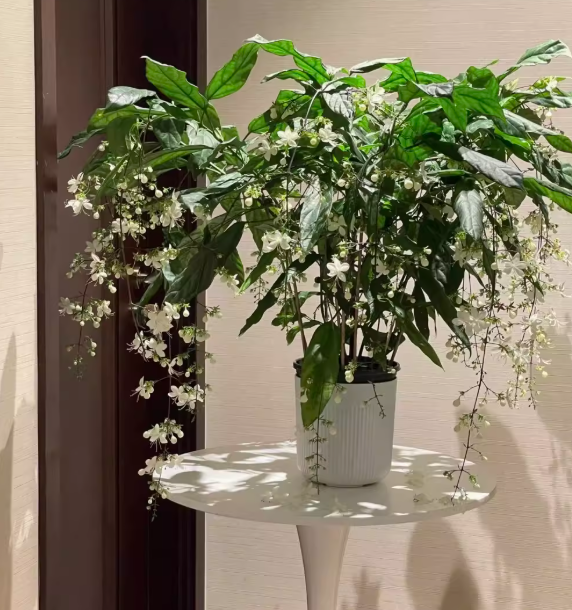 🌸Téli függő jázmin – egy álom szobanövény🌿❄️