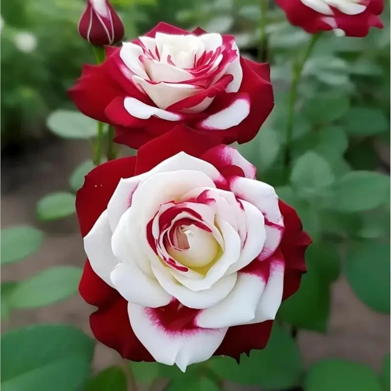 🌹 200/1000 бр. Редки семена на двойни червени и бели рози - Ярки градински цветове
