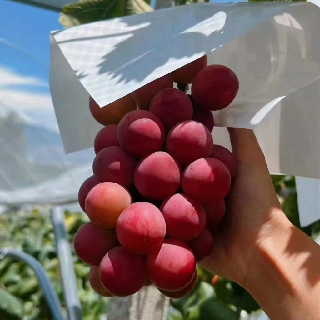 Limitált kiadású új fajta – Queen Nina szőlőmagok édes, lédús kerti termésért 🍇