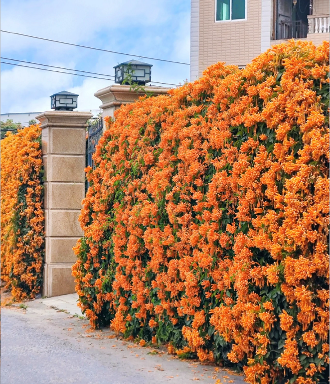 Семена от цветя Firecracker