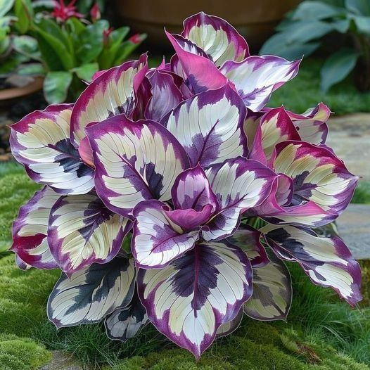 🌿 Цветни семена на хоста – кралят на сянката в градината! 🌿