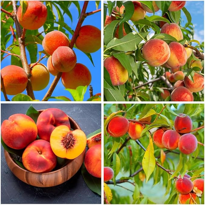 🍑Много сладки и сочни прасковени семки