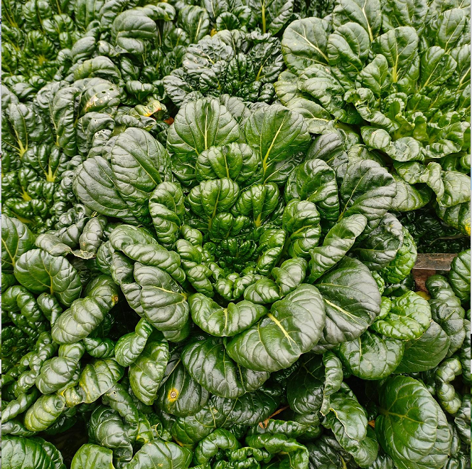 Семена от Brassica Narinosa (WuTat Choy)
