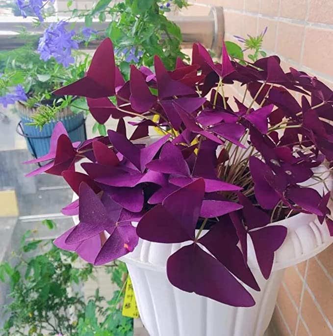 💜Луковици от лилав киселец за късмет