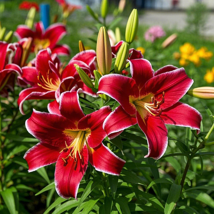 🌺Ароматизирани луковици на лилии – свежи и сладки