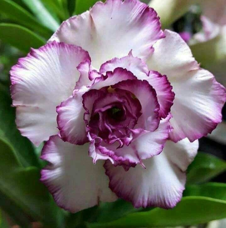 🔥Отгледайте Кралицата на пустинята – сега на намалена цена!🎁 😍Обича да цъфти, дълъг период на цъфтеж 🌵 Пустинна роза