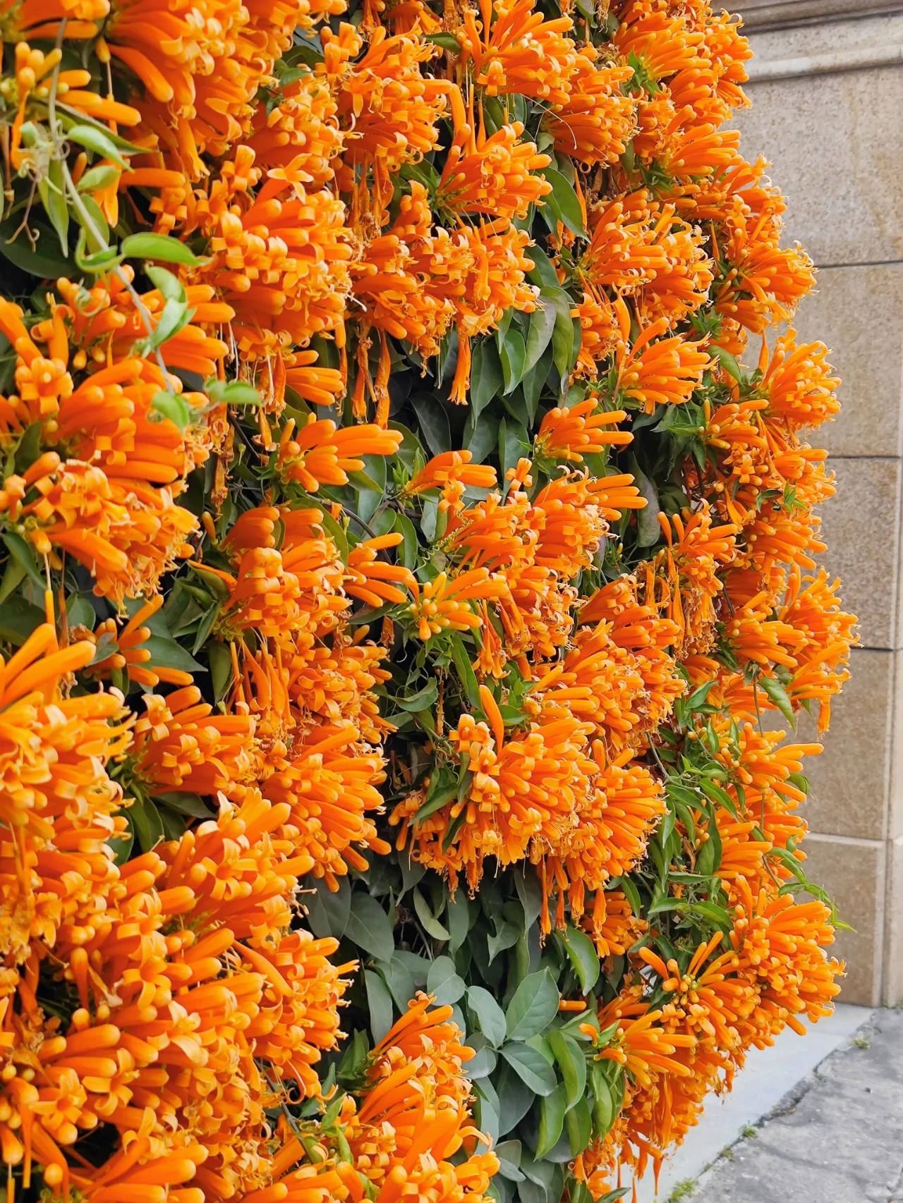 Семена от цветя Firecracker