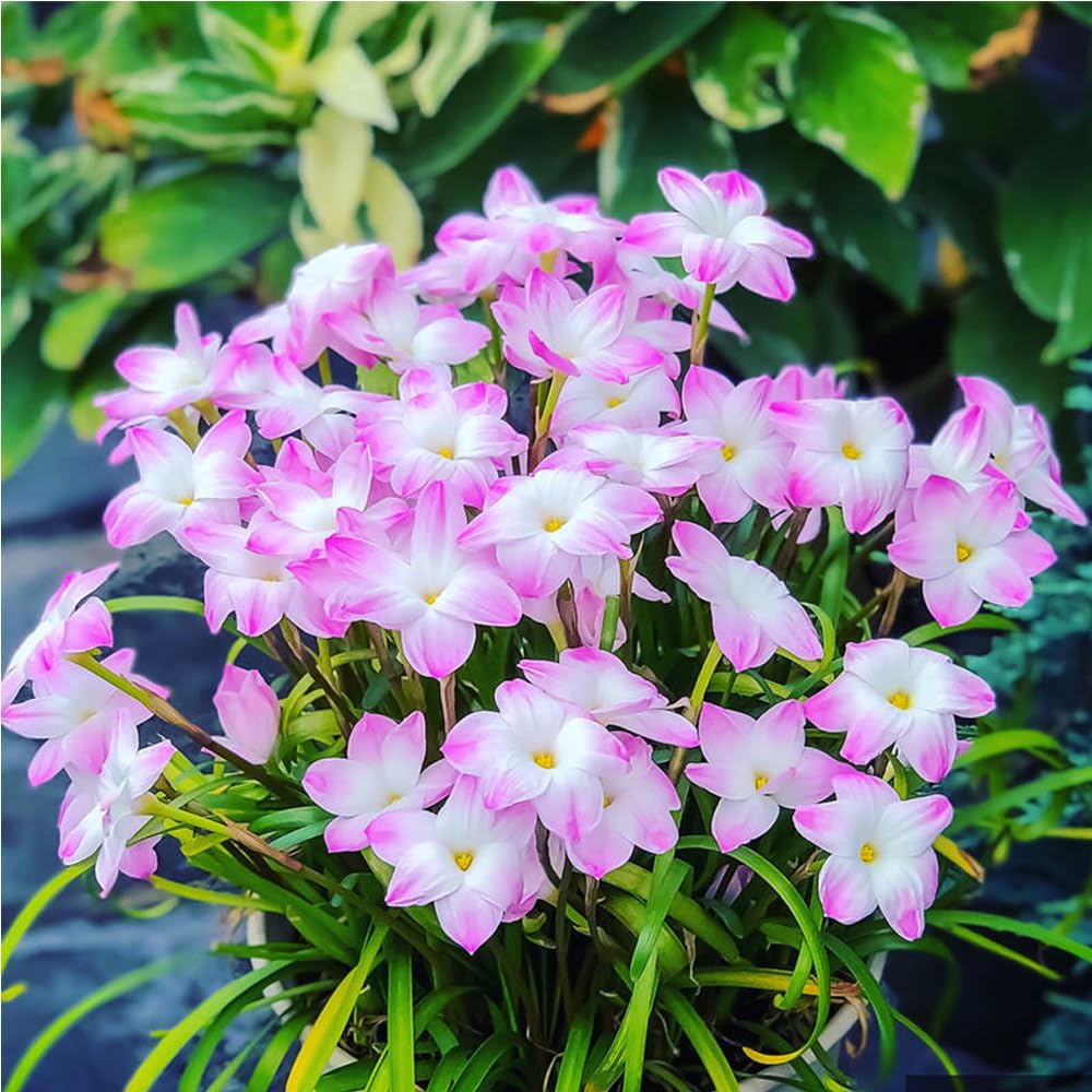 Луковици на дъждовни орхидеи – цъфтят след друг дъжд