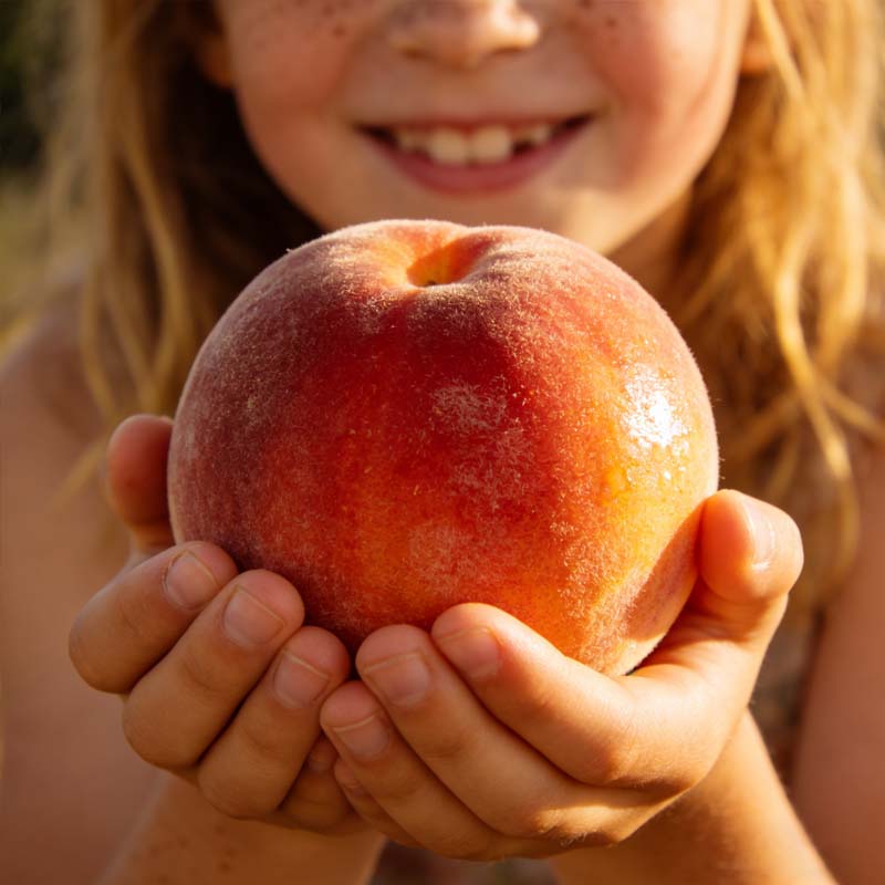 🔥 НАД 65 000 ПРОДАДЕНИ! 🍑 Семена от меденочервена праскова Heirloom, на живо