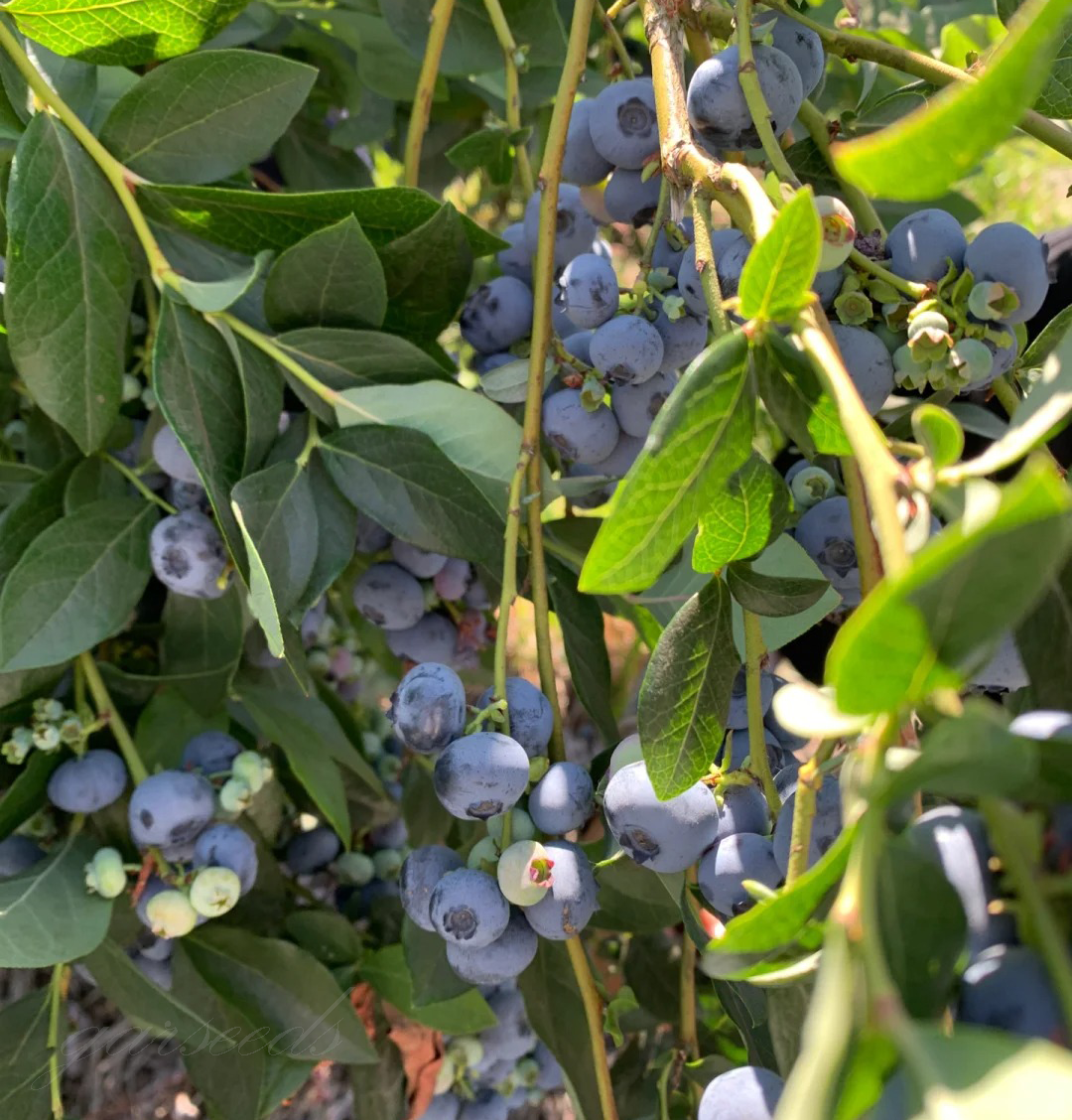 Горски плодове (ВИСОКИ ДОБИВИ)