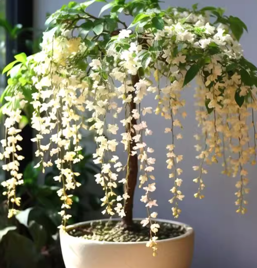 🌸Téli függő jázmin – egy álom szobanövény🌿❄️