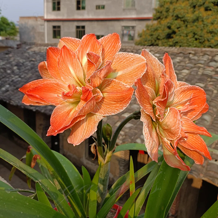 Луковици на двуцветни амарилиси🌼