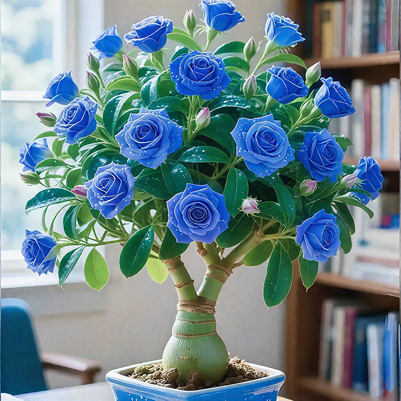 🌵🌺Луковици на пустинни рози