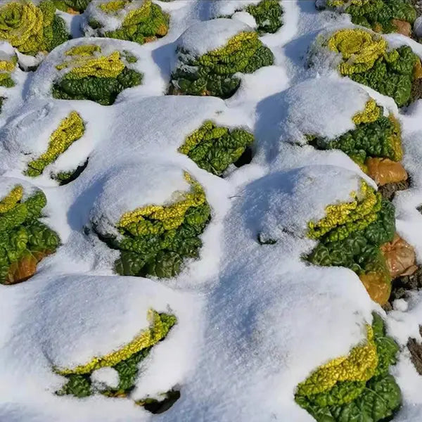 Семена от Brassica Narinosa (WuTat Choy)