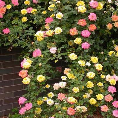 РОЗА-ЩАСТИЕ Става