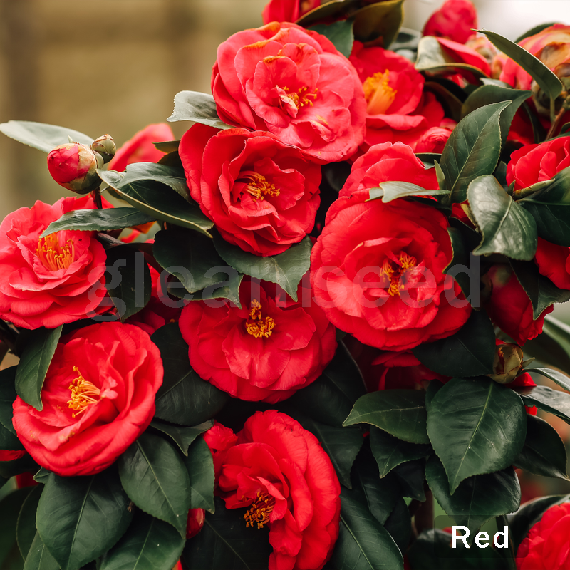 ✨Семена от цвят Камелия – 8 романтични цвята, красотата на зимния цъфтеж