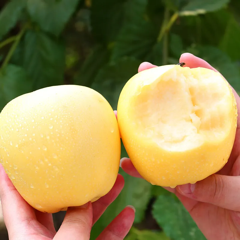 Златни ябълкови семена, 90% процент на оцеляване