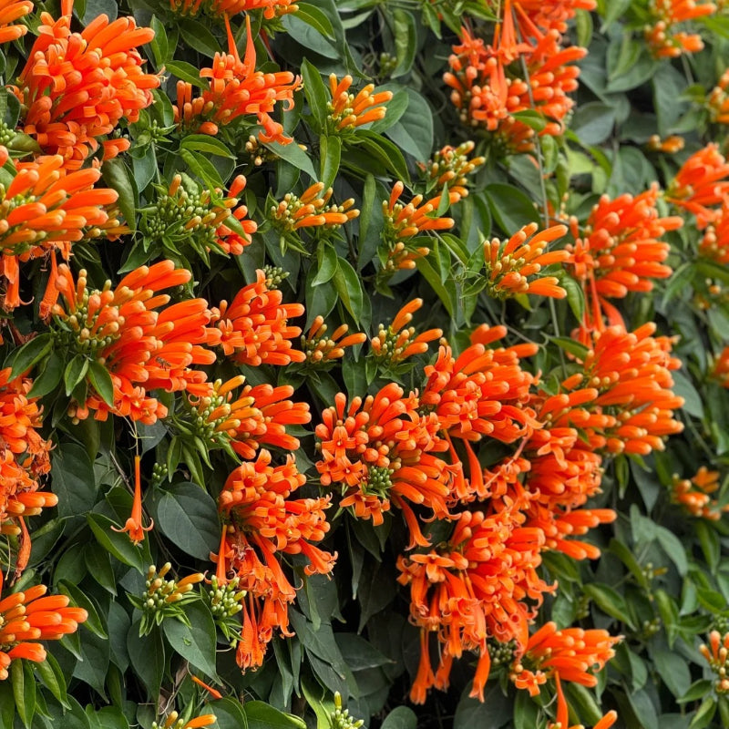 Семена от цветя Firecracker