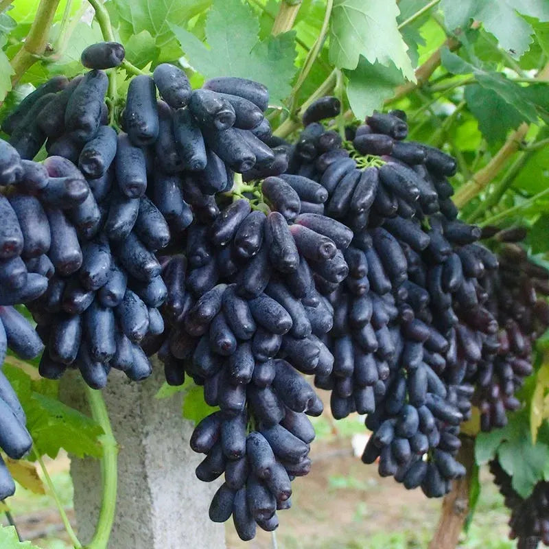 🔥 UTOLSÓ NAPOS AKCIÓ 30% KEDVEZMÉNY 💜 Édes zafír szőlő (ritka ujjas szőlő) 🍇