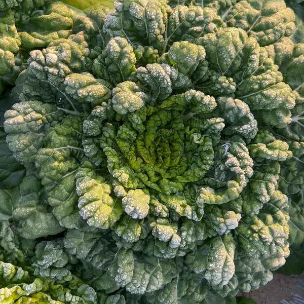 Семена от Brassica Narinosa (WuTat Choy)