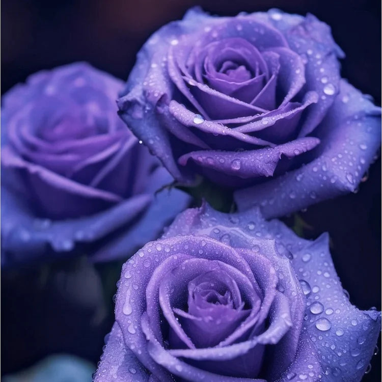 💙СЕМЕНА ОТ РОЗА BLUE ECHANTRESS✨