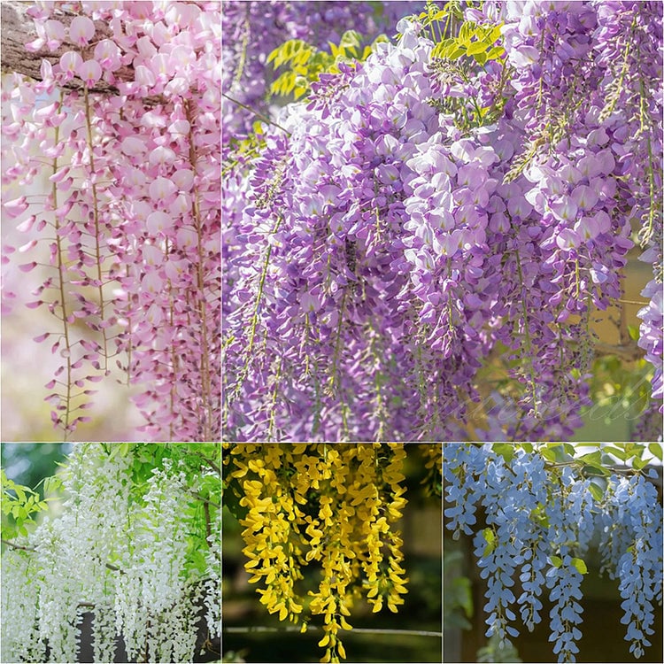 🌸Семена Глициния – Каскадната Красота на Градината През Цялата Година💗