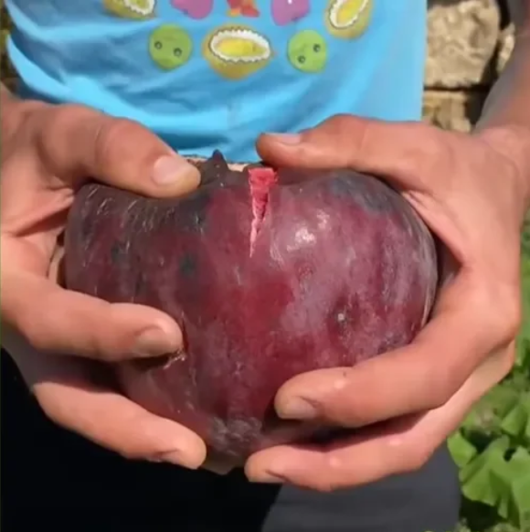 🍑Супер гигантски семена от смокиня – Прасковена сладост във всяка хапка! 🌟